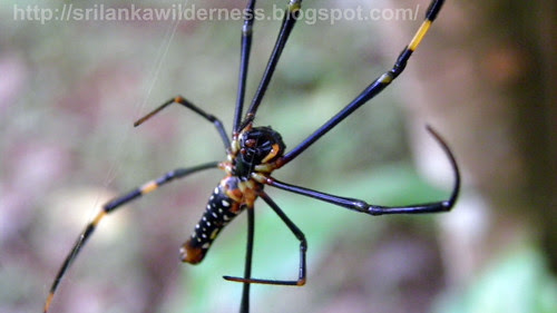 spider