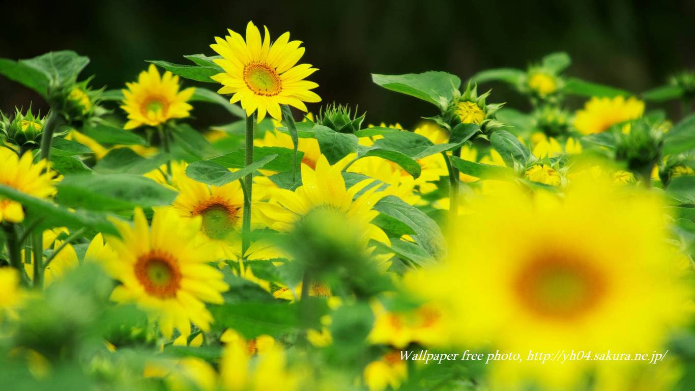 大輪のひまわり 高画質 1366 768 デスクトップ無料壁紙