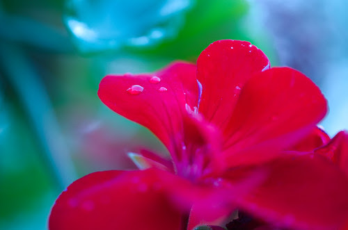 Red Geranium