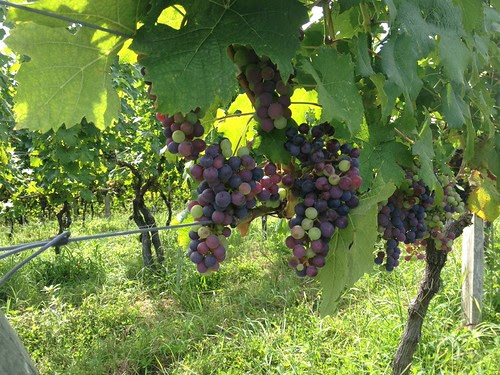 Grapes on the vine at Linden Vineyards