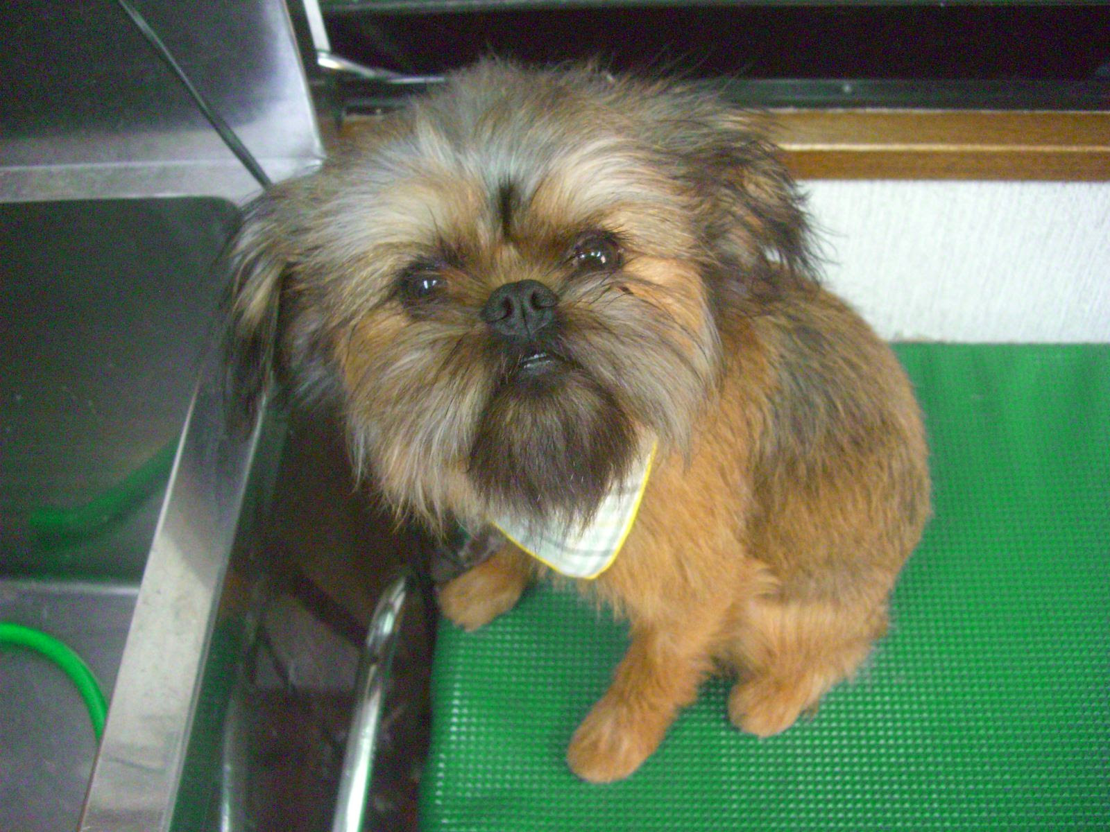 八尾市でお客様 口コミ１位 大阪 八尾市のペットサロン トリミング 子犬販売 ペットサロンデューク 今日のワンワン スターウォーズ