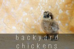 Chickens