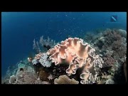 Hangat Pesona Wisata Raja Ampat Papua Indonesia , terbaru!