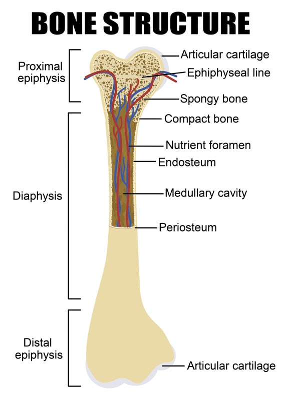 Chapter 6 Bones and Cartilage - Biology 4 Human ...