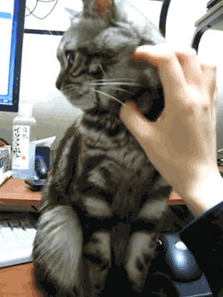 Funny Animals