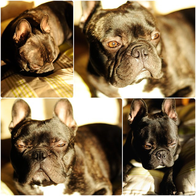 Griffin, bouledogue français