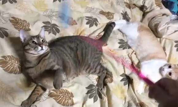 エイリアンエイリアンを踊る猫ちゃんの動画が話題！！ : わろっくブログ