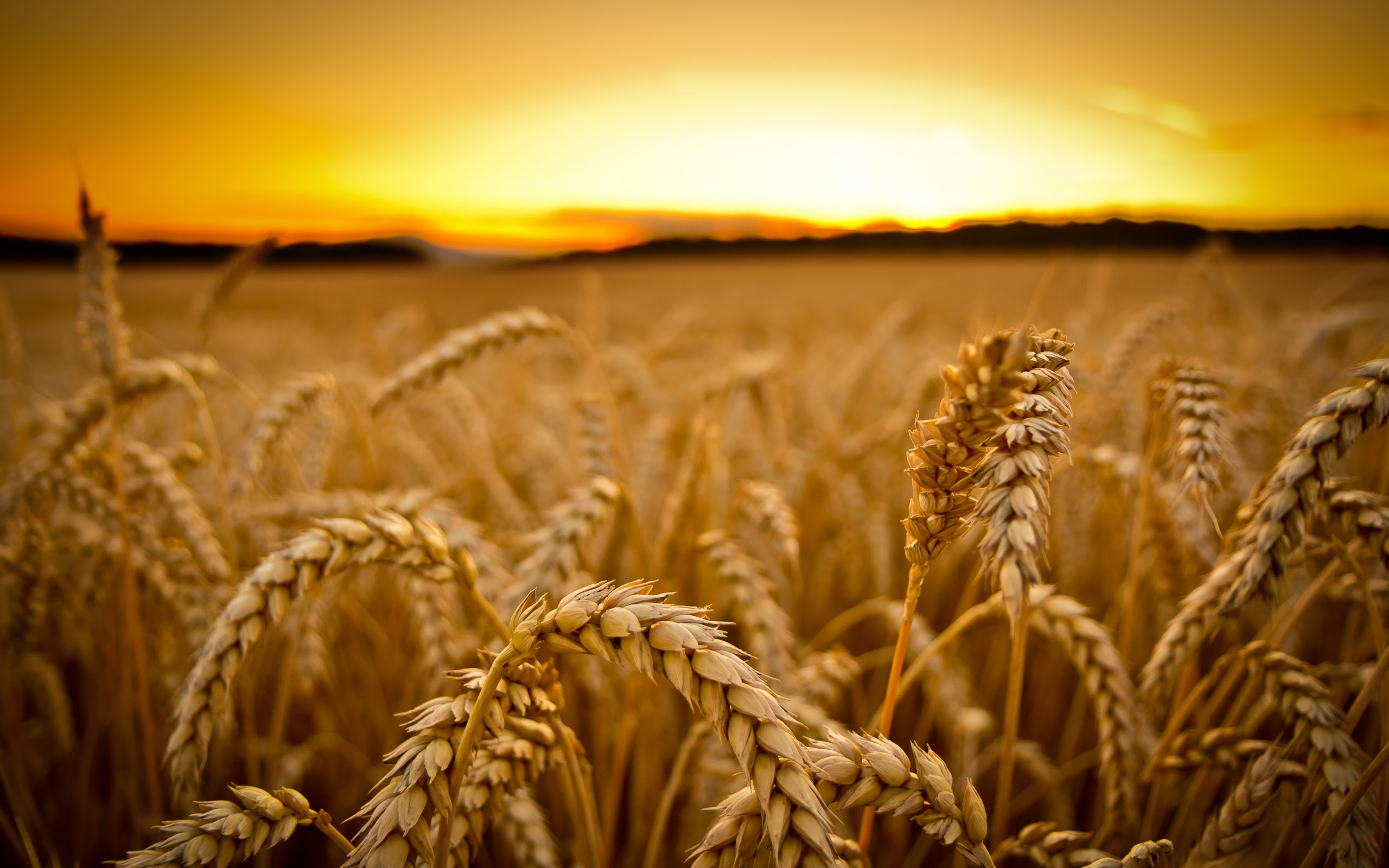 208 Wheat Wallpapers | Wheat Backgrounds Page 3