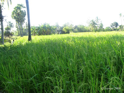 Paddy field
