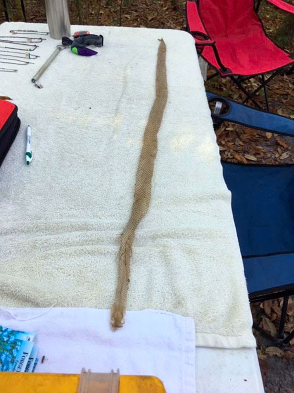 Snake skin Snake skin