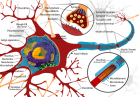 Complete neuron cell diagram Neuron (credit: Wikipedia user LadyofHats, public domain)