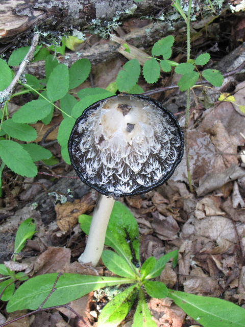 inky cap fungus