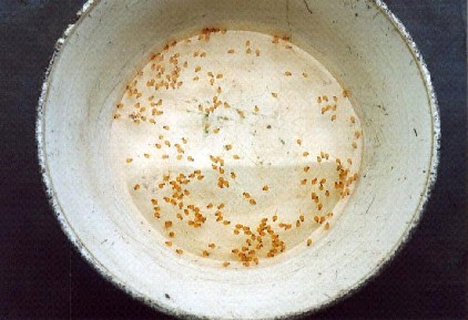 Produk Kami  Saudagar Ikan Farm