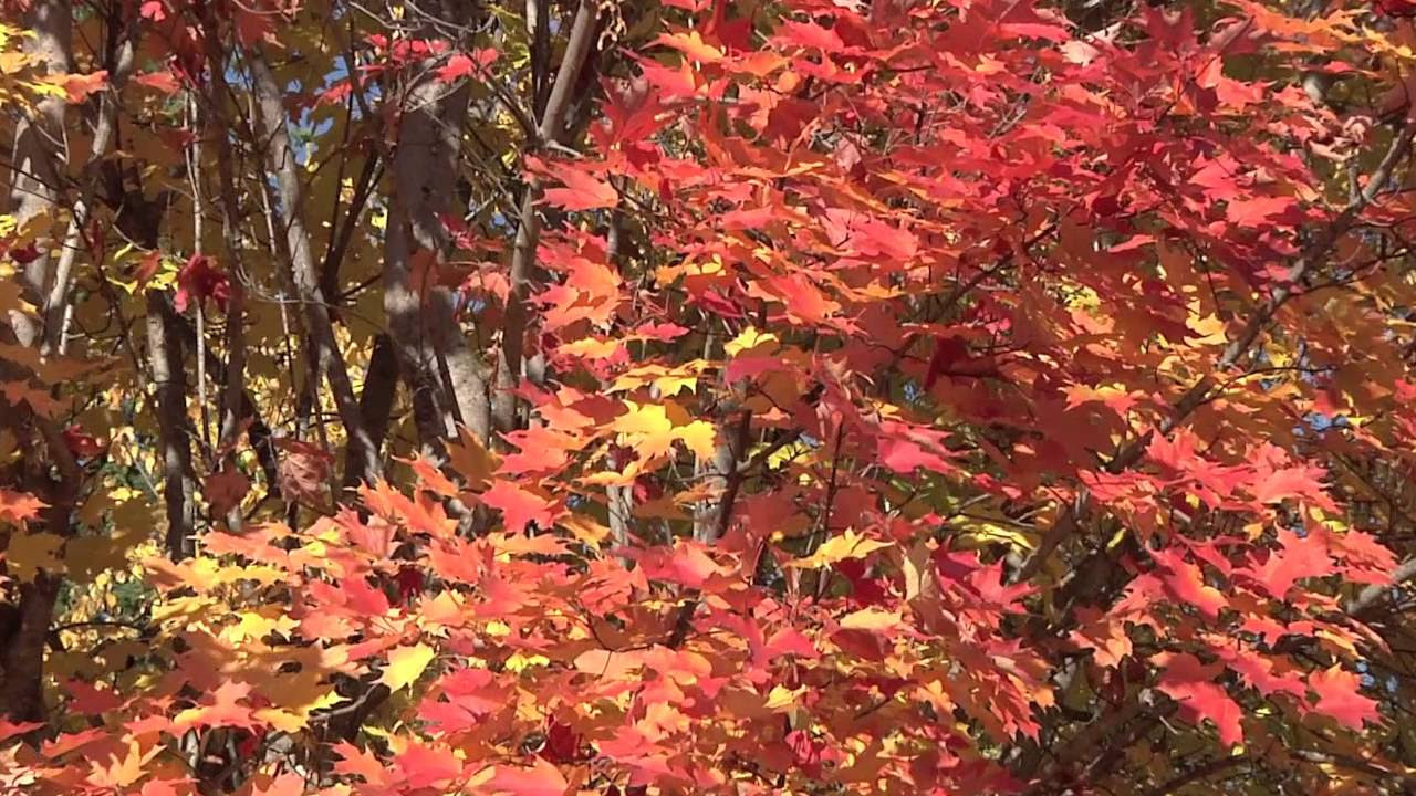 Red Maple Leaf Tree Glows like Fire in the Autumn Sun - YouTube