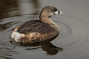 English: A Pied-billed Grebe (Podilymbus podic...