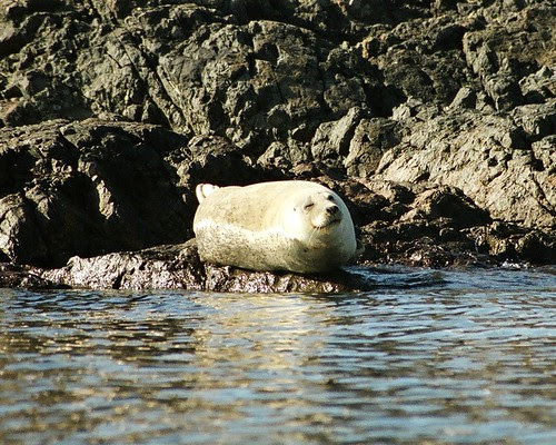 Happy Seal 8x10