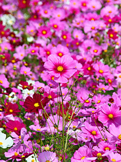 コスモスの花携帯待受画像 無料壁紙