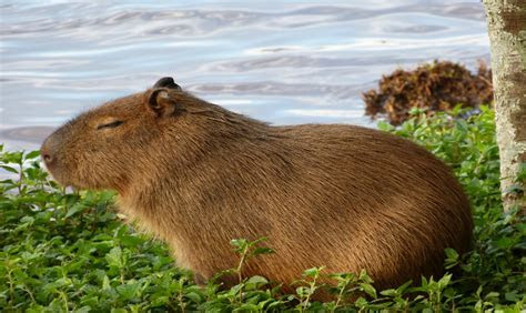 20 Pictures of Wonderful Animals You'll Find in Uruguay