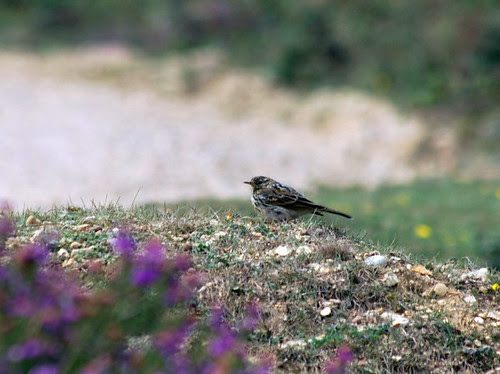 Meadow Pipit