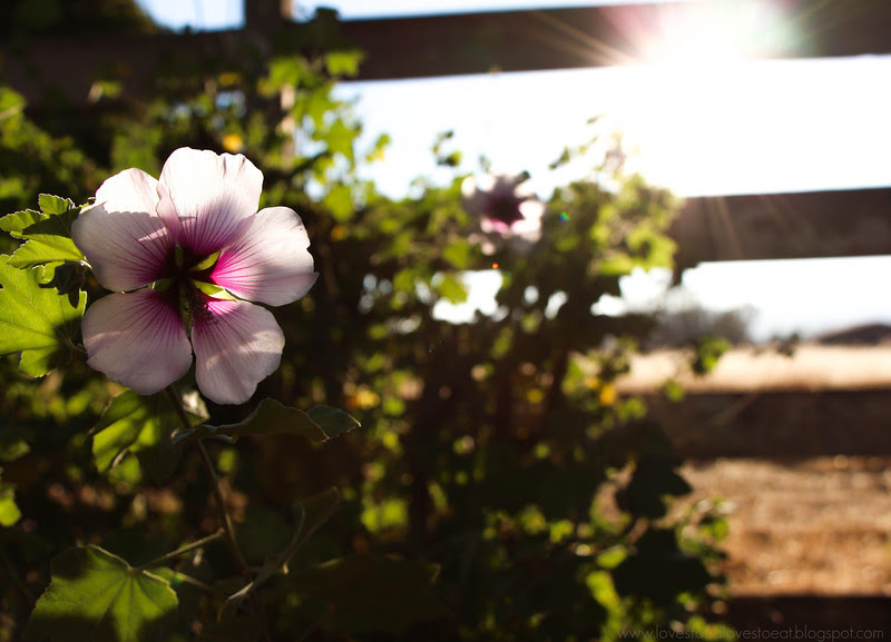 Wine Country or Bust: Sonoma / Loves Food, Loves to Eat