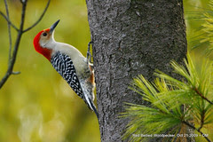Red Bellied Woodpecker
