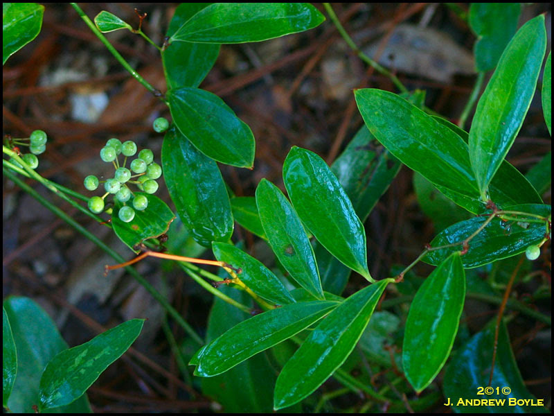 Berries