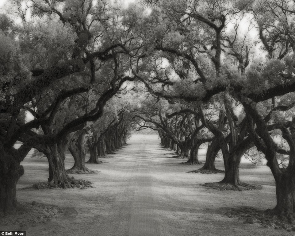 The photographer said that ancient trees gave her a greater appreciation and deeper understanding of 'our history'. Above, the Avenue of Oaks at the Oak Alley plantation in Vacherie, Louisiana