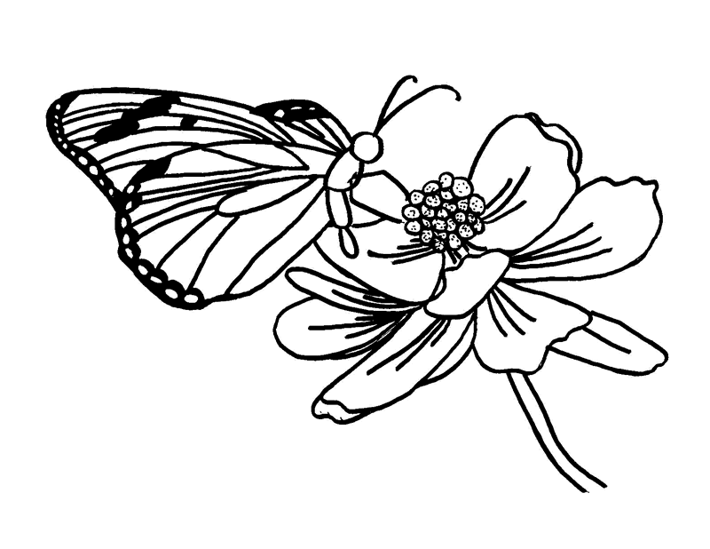 Free Butterfly Cartoon Images Download Free Clip Art Free Clip Art On Clipart Library Instructions for how to draw a butterfly.