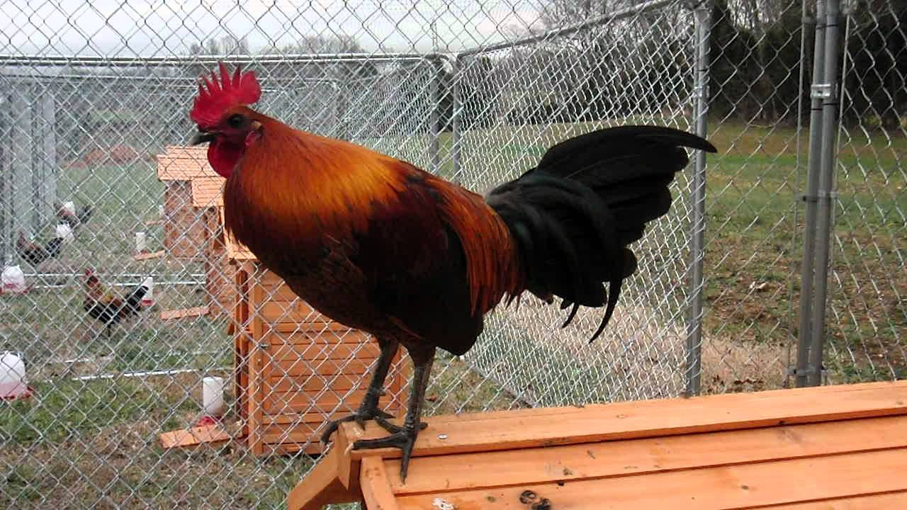 Richard Torres Pumpkin Hulsey/Mcrae X Eslin Red Quill