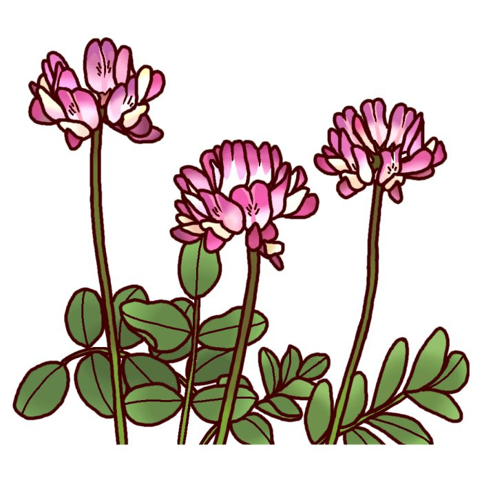 レンゲソウ 蓮華草 カラー 岐阜県の花 都道府県の木 花 鳥イラスト素材