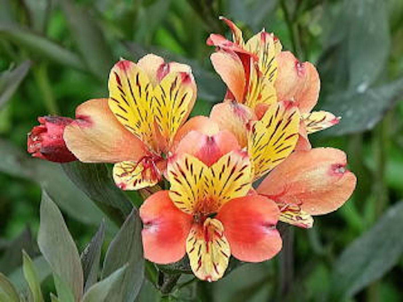 アルスとロメリアの花言葉の意味が怖い 由来は 植物navi