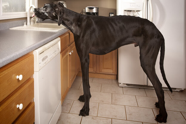 Zeus drinks from the kitchen faucet in Otsego, Mich. The Great Dane, the world's tallest dog, died last week. He was 5.