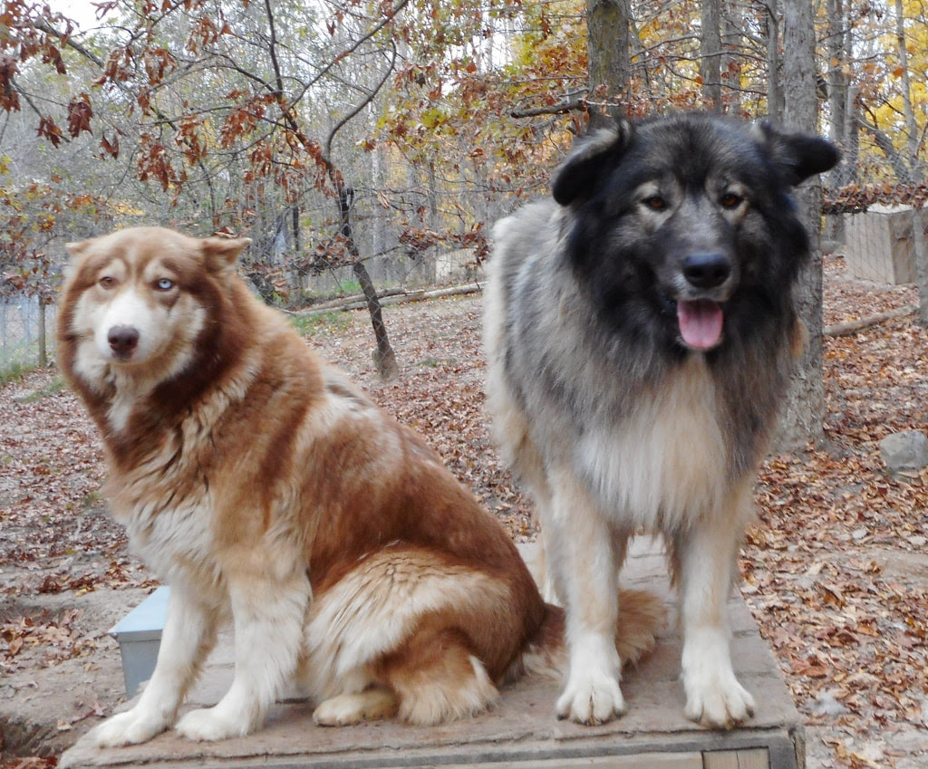 NATIVE AMERICAN SHEPHERD PUPPIES - MAJESTIC VIEW KENNELS ...