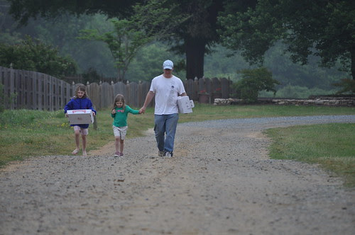 Strawberry Picking :: gathering trays
