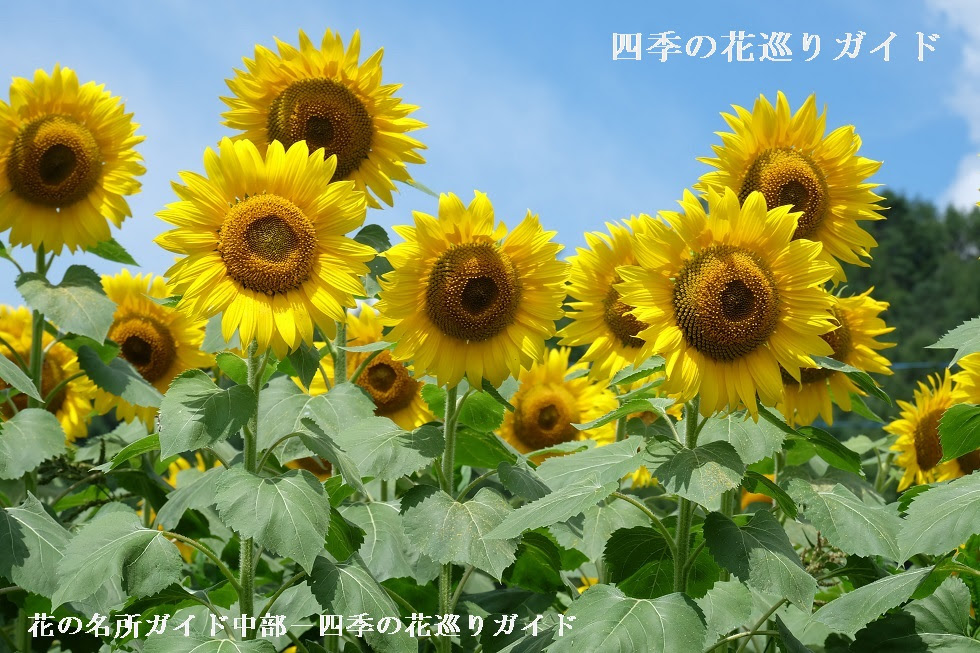 平谷村ひまわり畑 ヒマワリの名所