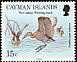 West Indian Whistling Duck Dendrocygna arborea
