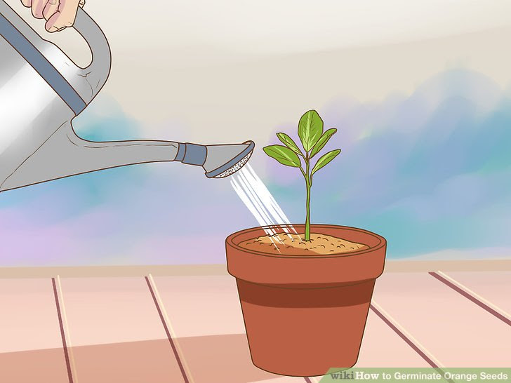 Germinate Orange Seeds Step 11.jpg