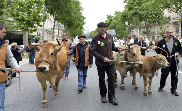Fazendeiros levaram parte de seus rebanhos bovinos para protesto em Paris (Foto: AFP PHOTO / MIGUEL MEDINA)