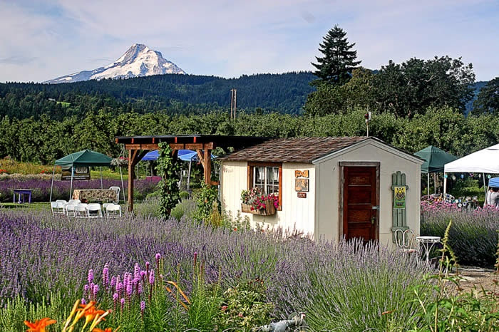 8x10 Tuff Shed makeover #hoodriverlavender #organic #hoodriver #oregon ...