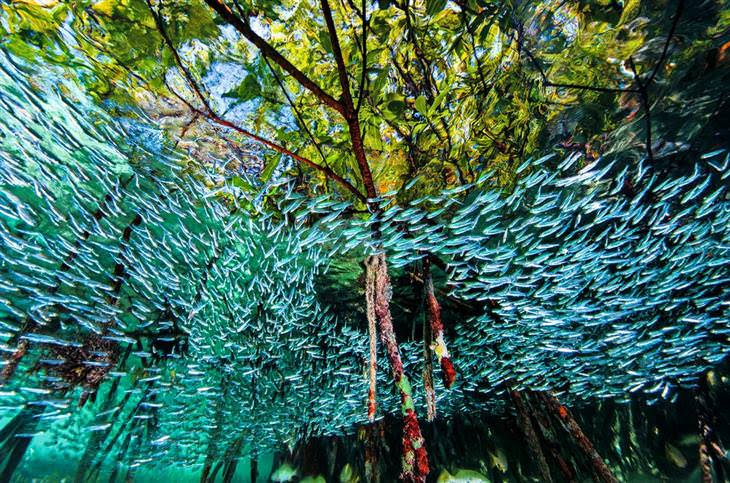 as melhores fotos de 2016 da national geographic