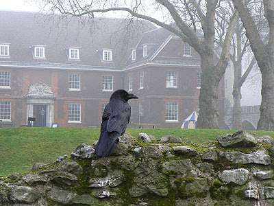 un corbeau de la tour de Londres.jpg
