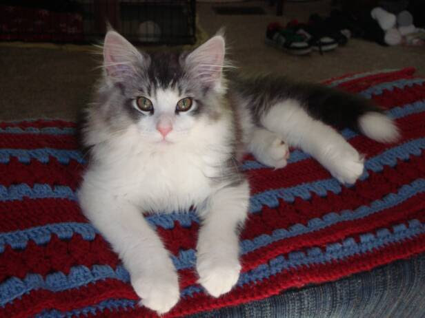Kellys Kittens