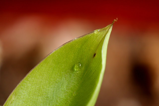 young banana leaf