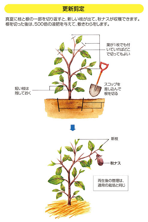 ナス 剪定 Ja静岡市