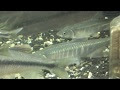 √ダウンロード ハヤ 飼育 水温 176213-ハヤ 飼育 水温