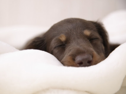 ミニチュア ダックスフンド壁紙動物を犬します 動物 壁紙 無料でダウンロード