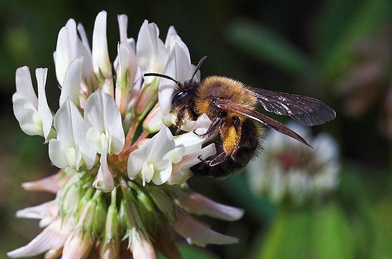 File:Bee-and-CloverBlossom.jpg