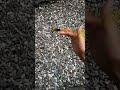 √ かっこいい 改造 ペン インサート 721882