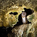 Barn Owl