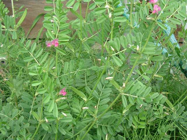 庭の雑草